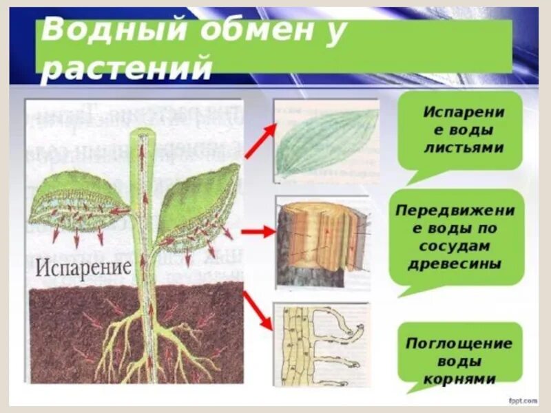 Вода поступает в корень через. Схема продвижения веществ поглощенныхкорневыми волосками. Схема продвижения веществ поглощённых корневыми волосками. Поглощение воды растением. Водный обмен растений.