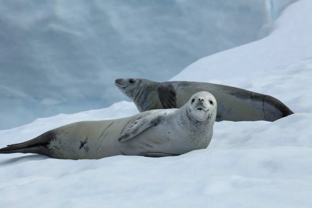 Тюлень крабоед в Антарктиде. Тюлень Уэдделла в Антарктиде. Тюлень Уэдделла и морской леопард. Северный Ледовитый океан пингвины.