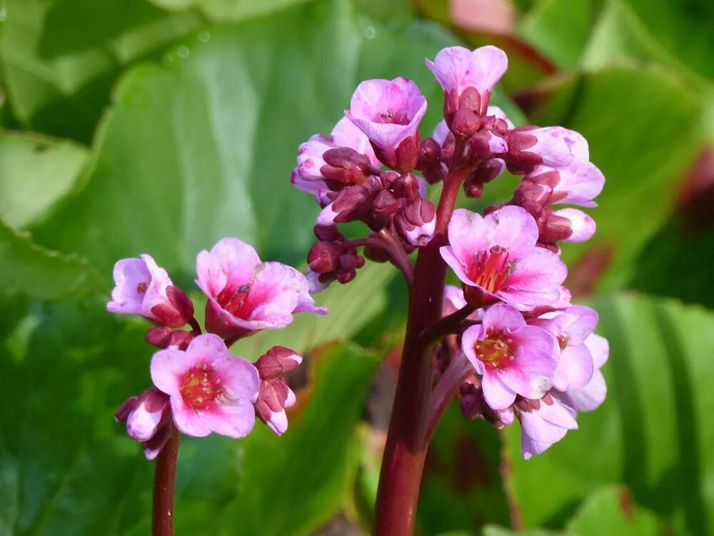 Бадан сердцелистный. Бадан толстолистный. Бадан сердцелистный сordifolia. Бадан Тихоокеанский Bergenia Pacifica.