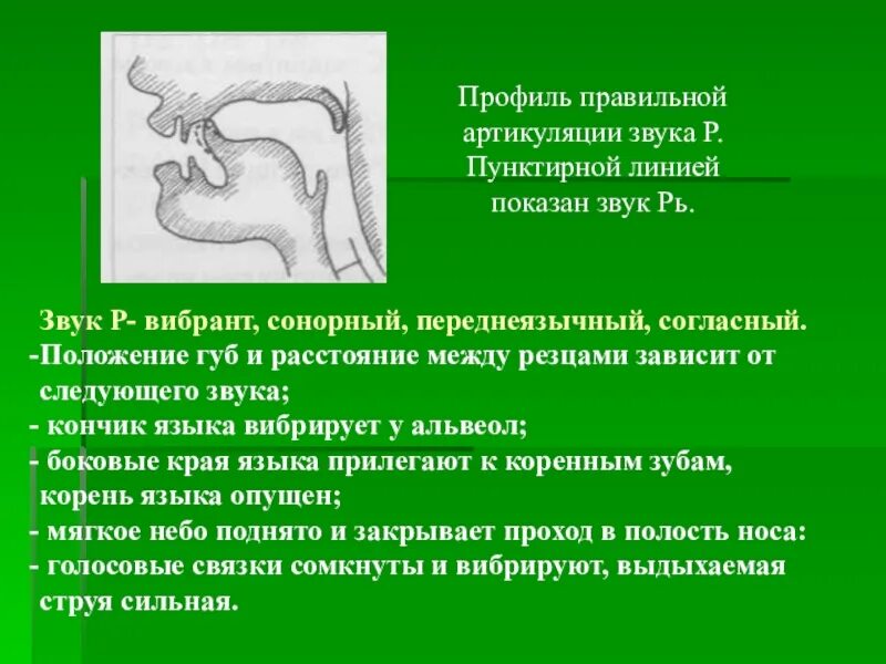 Профили артикуляции звуков. Профиль звука р и рь. Профель артикуляц звук р. Артикуляция звука рь.