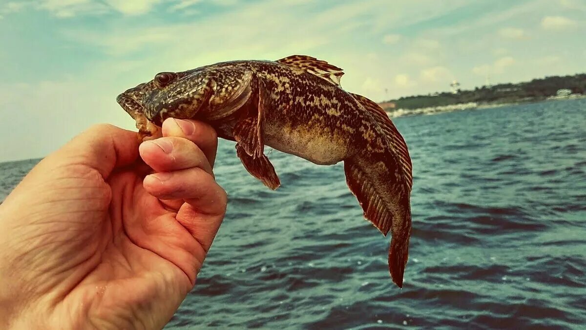 Бычок азовского моря. Морской бычок Азовское море. Бычок мартовик. Азовский бычок мартовик. Азовский бычок рыба.