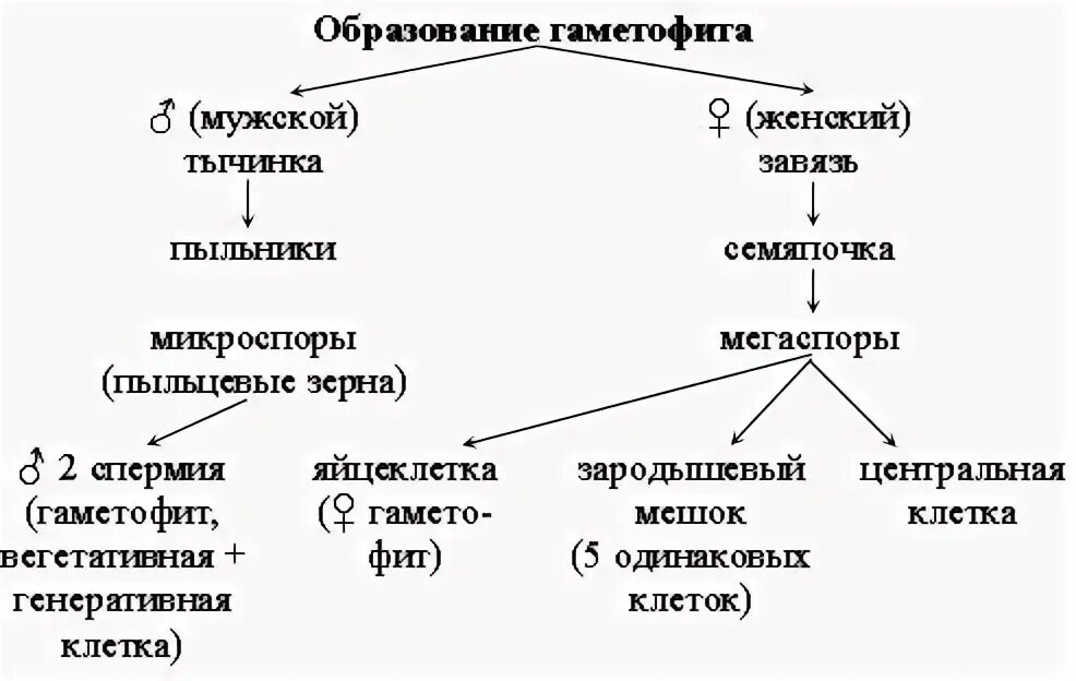 Гаметофитом покрытосеменных растений является. Формирование мужского гаметофита у покрытосеменных. схема образования мужского гаметофита. строение мужского гаметофита.