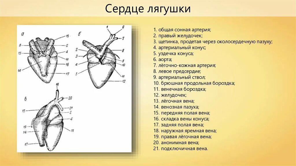 В сердце лягушки находится. Строение сердца лягушки. строение сердца земноводного. строение сердца амфибий. схема строения сердца лягушки.