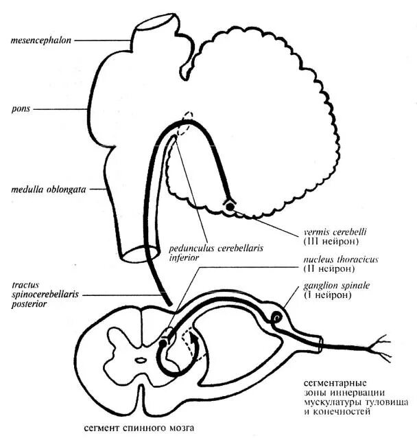 Спинно мозжечковый. Передний спинно-мозжечковый путь Говерса схема. Задний спинно-мозжечковый путь мозжечка. Передний и задний спинно-мозжечковые пути схема. Путь Флексига схема.