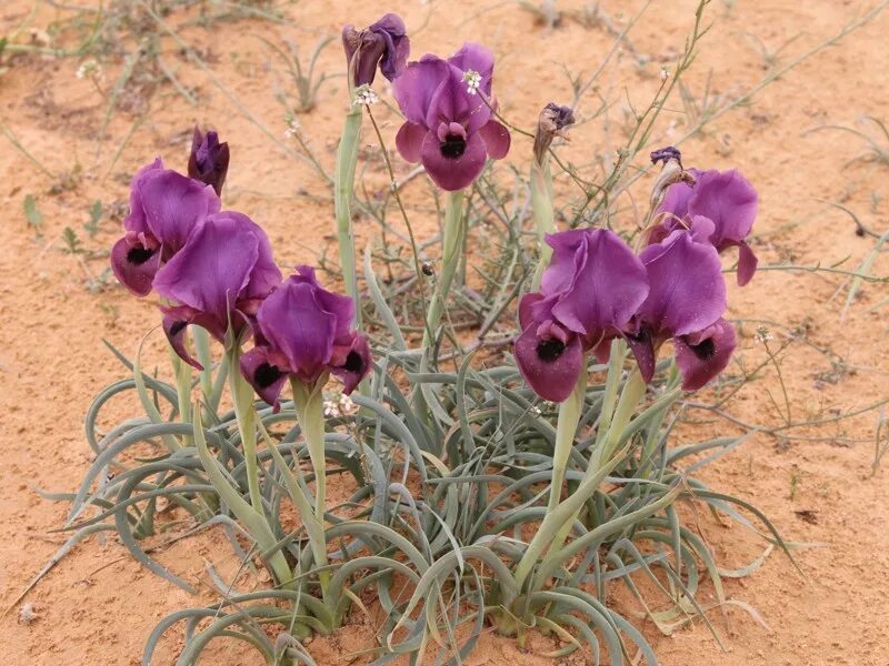 ирисы в пустыне. ирис блэк драгон. негев ирисы. ирисы в пустыне. ирисы в пустыне.