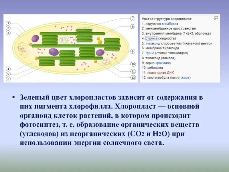 Что содержат хлоропласты. Ультра строение хлоропласта. От чего зависит цвет хлоропластов. Зеленый пигмент в хлоропластах. Строение хлоропласта.