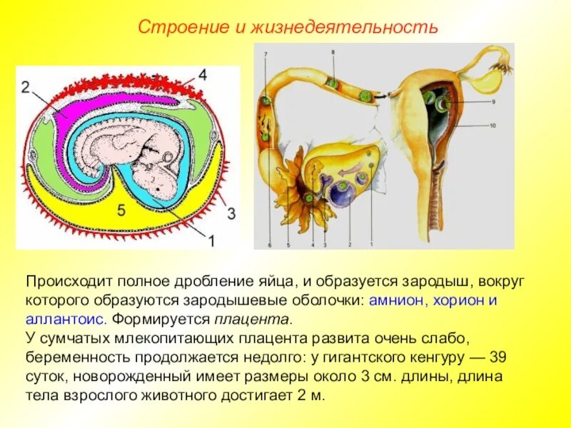 Эмбрион млекопитающих получает. Зародышевые оболочки и плацента млекопитающих. плацентарные млекопитающие плацента. строение плаценты млекопитающих. строение эмбриона млекопитающих.