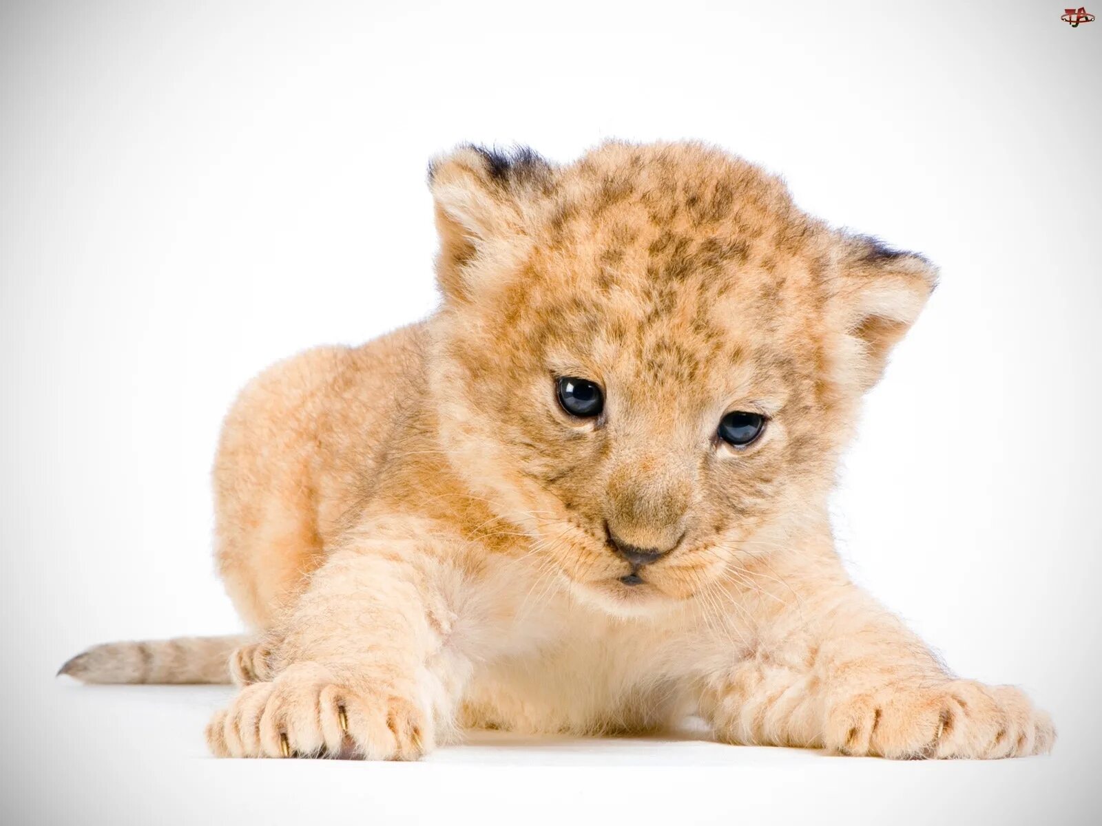 львенок. ручные львята. львенок мультяшный. львенок подросток. лев из мультика.