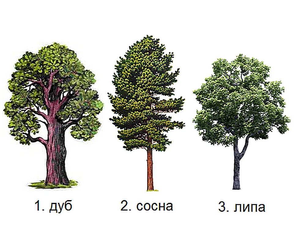 Липа хвойное. Дуб сосна липа лес. Сосна и липа. Дуб сосна. Дуб сосна липа.