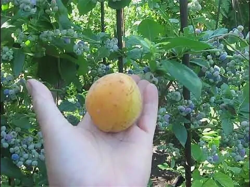 Яблоки вяленые зефирка. Армянское яблоко. Армянское подземное яблоко. Армянское яблоко абрикос. Яблоки зефирки вяленые армения.