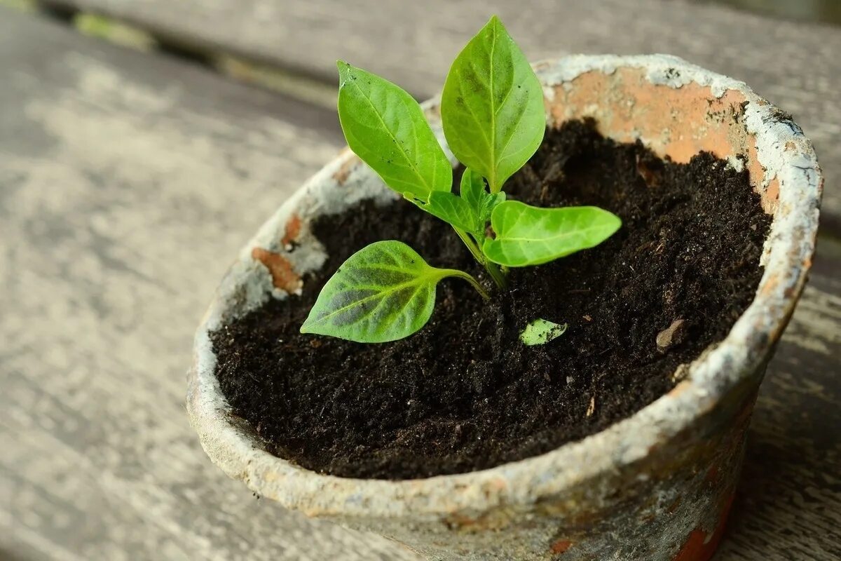 Begin to grow