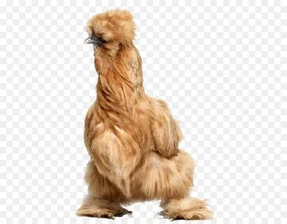 Шерсть курицы