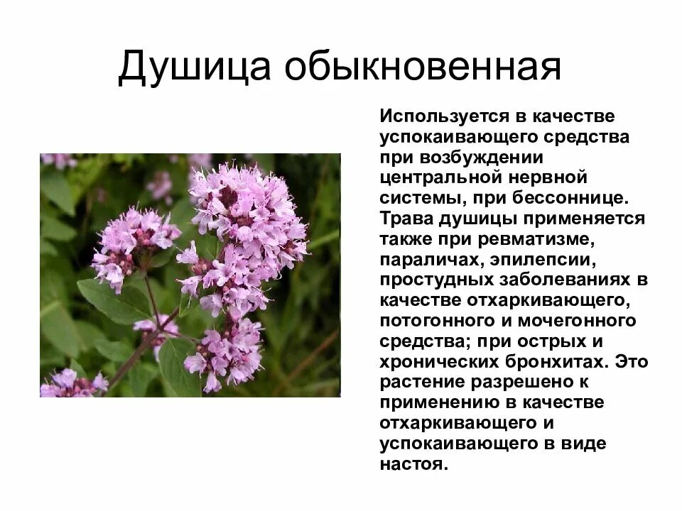 Лекарственное растение 6 класс. Душица обыкновенная лекарственное растение. душица лекарственное растение описание. душица обыкновенная описание растения. душица обыкновенная фармакология.