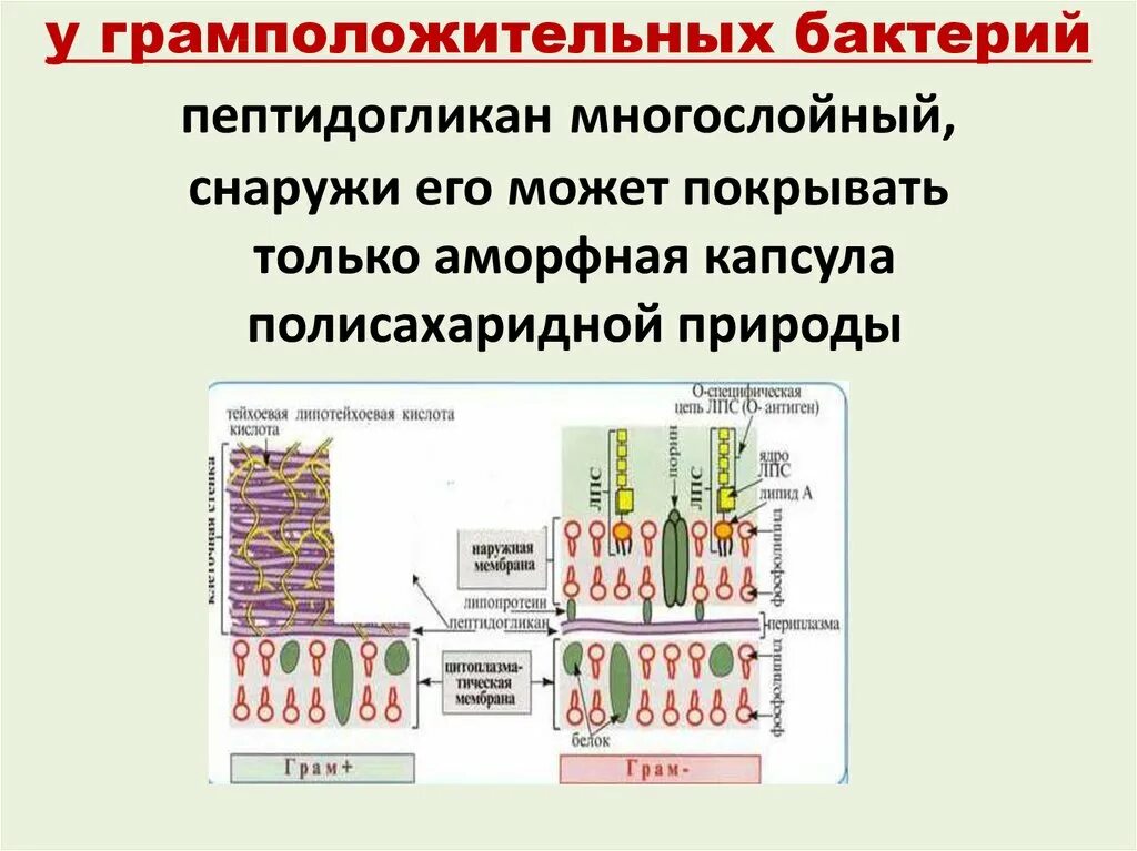 Строение пептидогликана грамотрицательных бактерий. Строение пептидогликана клеточной стенки бактерий. Многослойный пептидогликан функции. Структура пептидогликана грамположительных бактерий.