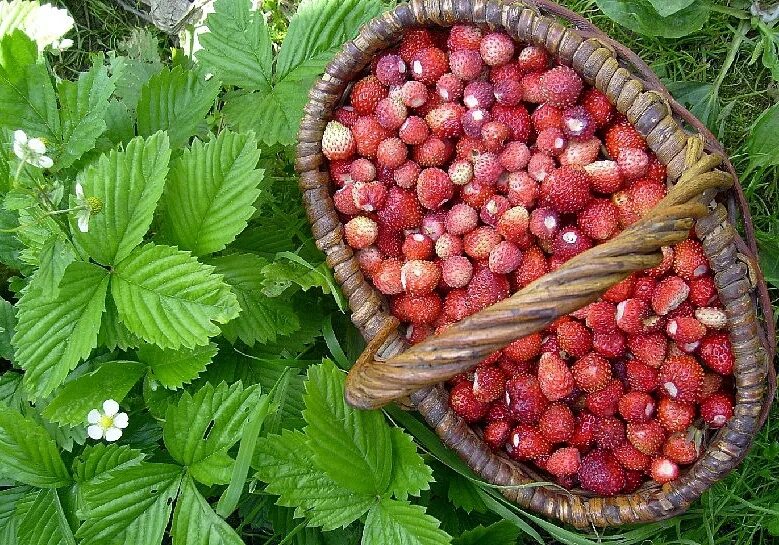 Сладкая ягода. Сладкие ягоды в лесу. Сладка ягода в лес поманит. Сладкие ягоды Лесные. Вайз горькие ягодки