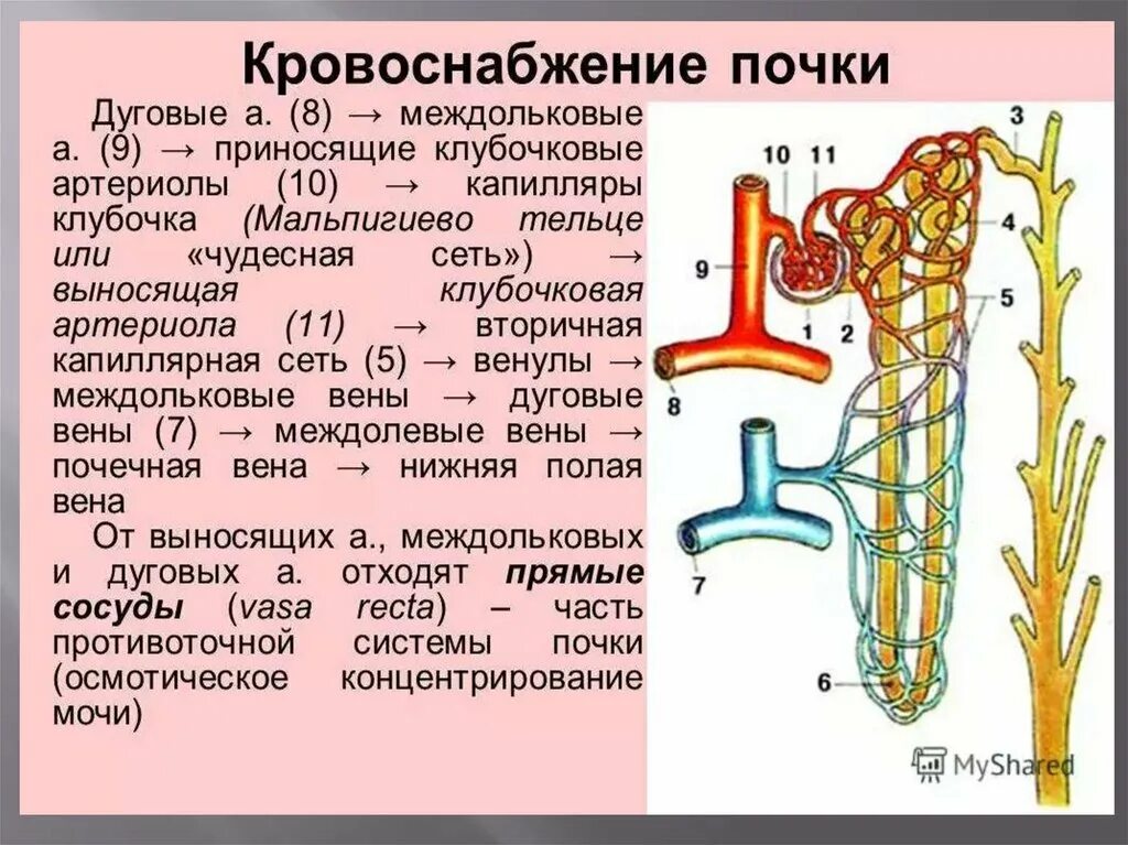 В капиллярном клубочке какая кровь. Строение нефрона и кровоснабжение почки. Чудесная артериальная сеть почки анатомия. Почки анатомия человека нефрон. Вены почки кровоснабжение схема.