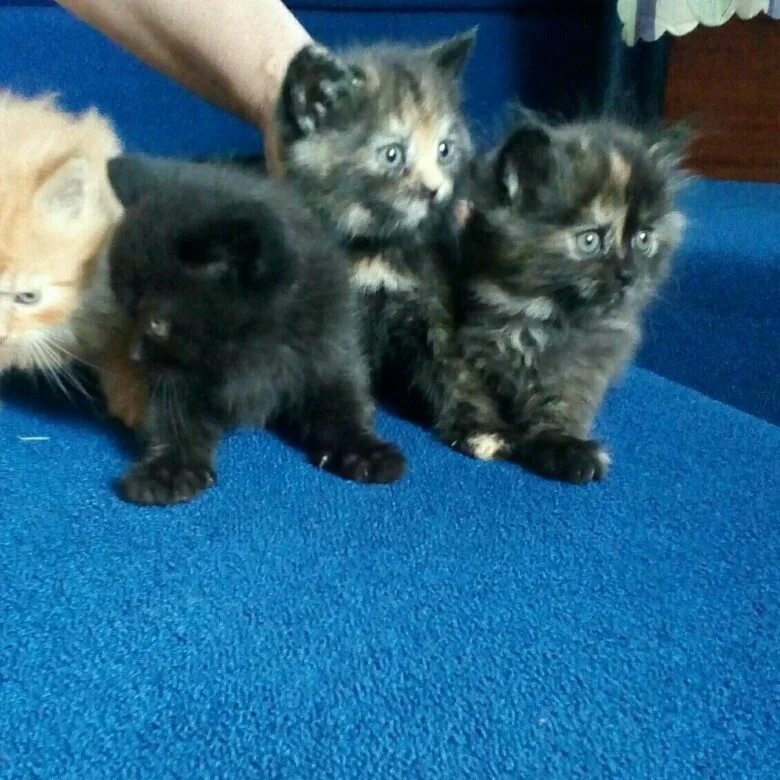 Авито череповец кошки. Котята череповец. Котята череповец. Картинки котят которых продают на на в череповце короче. Котята череповец.