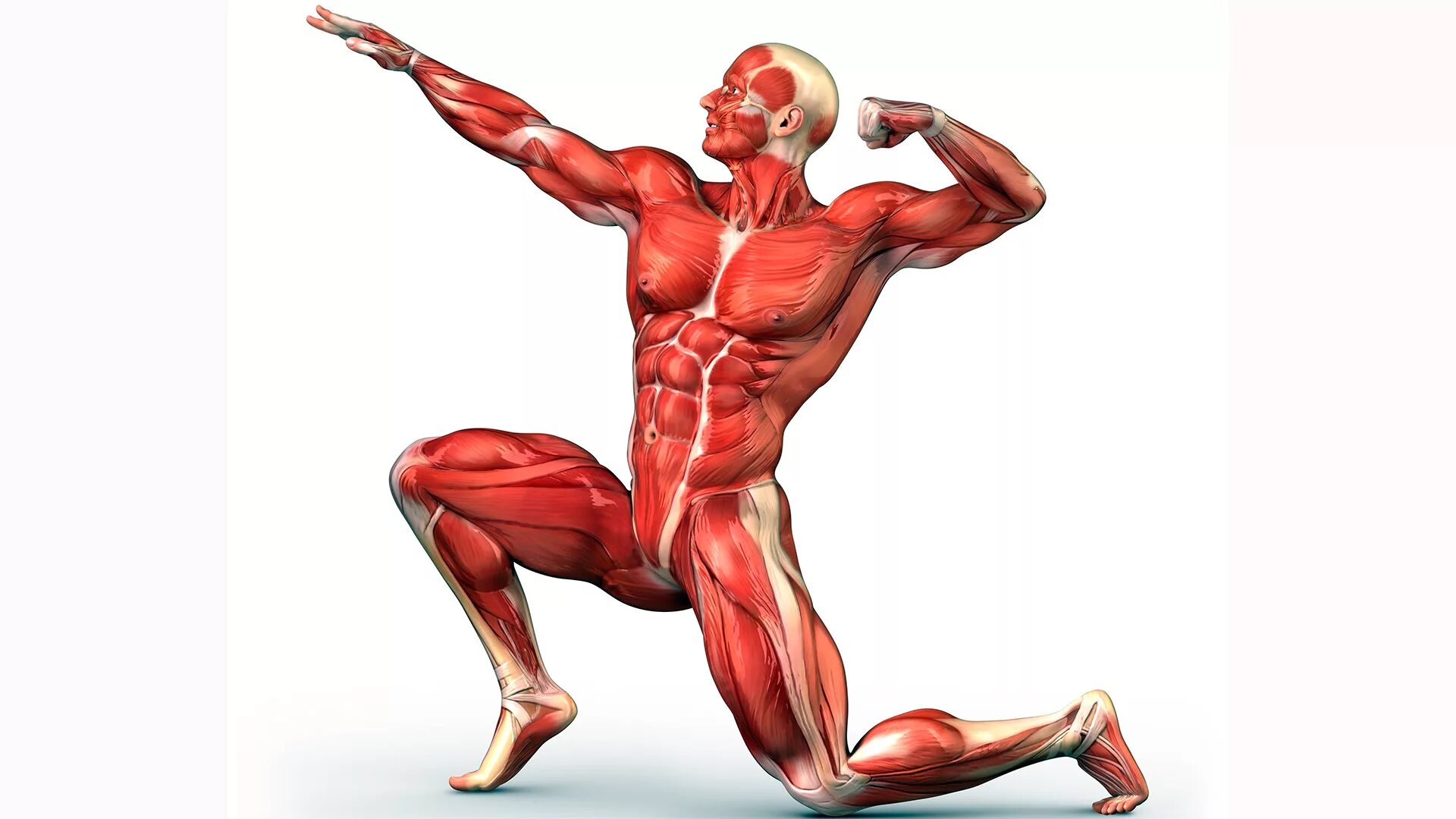 Мускул или мускулов. Мышцы человека. Мышцы в движении. Мышцы человека в движении. Костно-мышечная система человека.