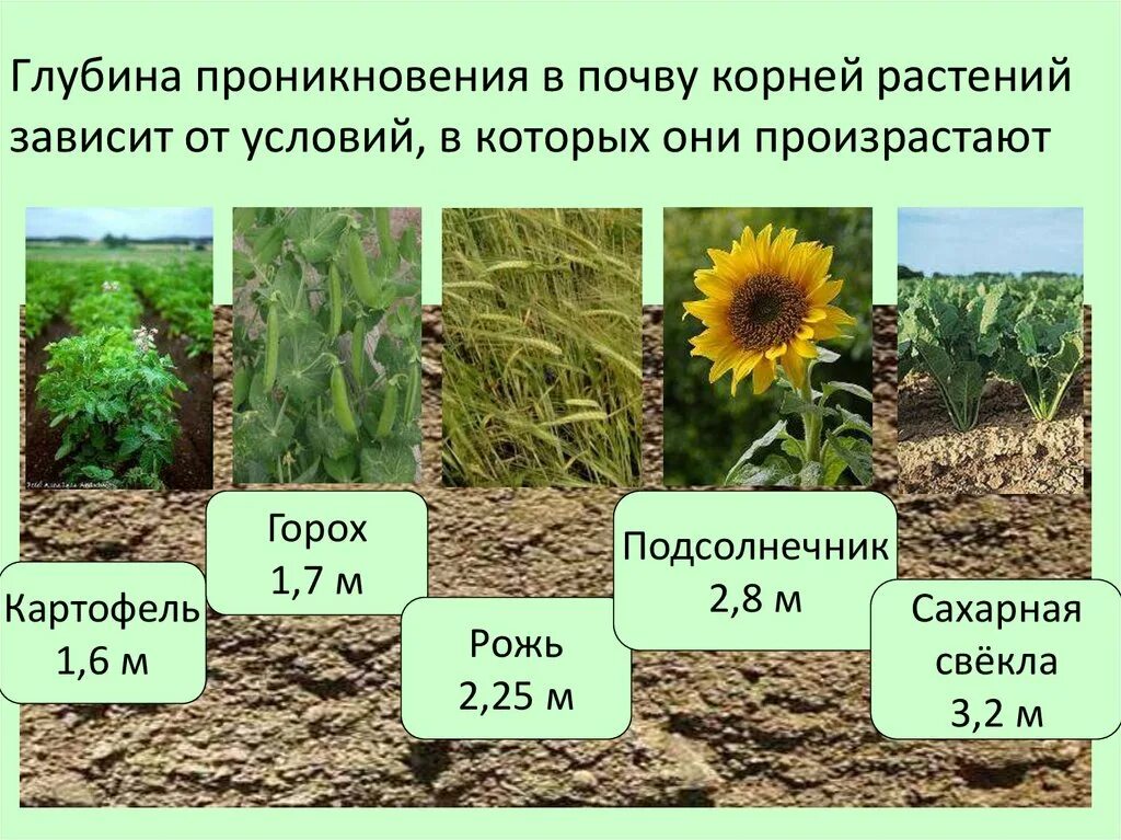 Почва и культурное растение. Условия произрастания растений.