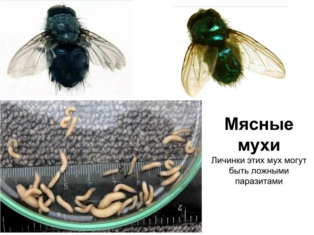 Сколько едят мухи