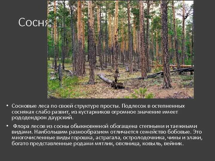 Подлесок смешанного леса. Подлесок состоит из. Подлесок. Лес тольятти подлесок. Подлесок презентация.