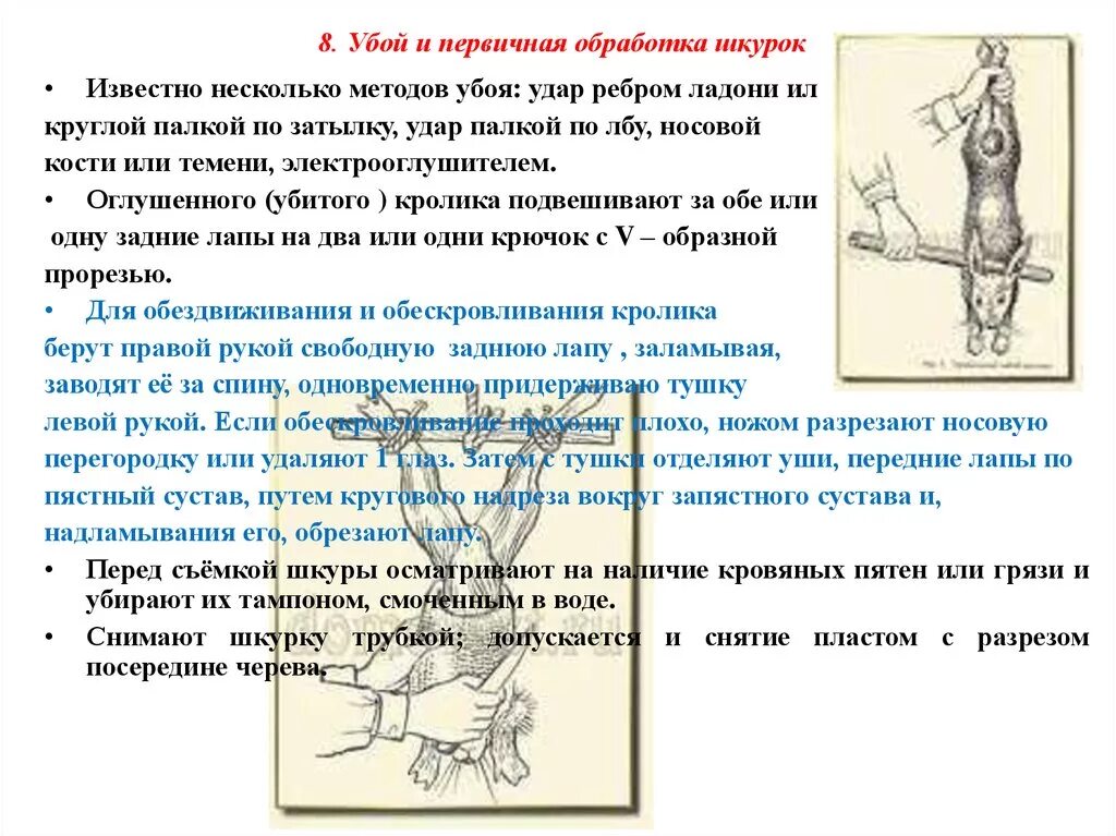 Переработка кроликов. Первичная обработка кролика схема. Убой кроликов и первичная переработка тушек. Схема первичной переработки кроликов. Обработка тушки кролика схема.