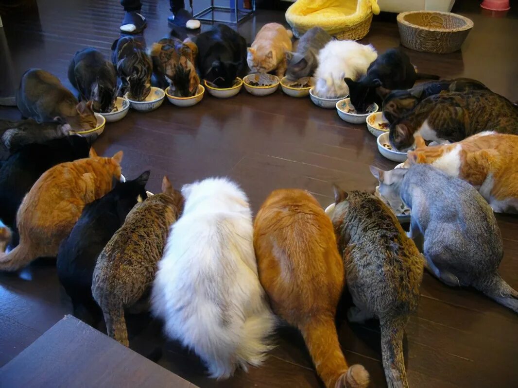 Много кошек. Собрание котов. Сборище котов. Заседание котов. Я готов сразу несколько котов