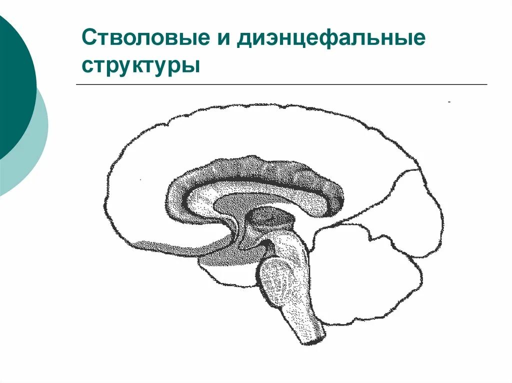Дисфункция диэнцефальных структур. Диэнцефальные структуры головного мозга функции. Диэнцефальные стволовые структуры это. Гипоталамо-диэнцефальная область. Диэнцефально стволовые структуры головного мозга.