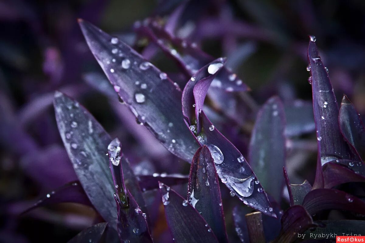 обои на телефон ночная роса. вечерняя роса. роса ночью. растения под дождем. ночная роса.