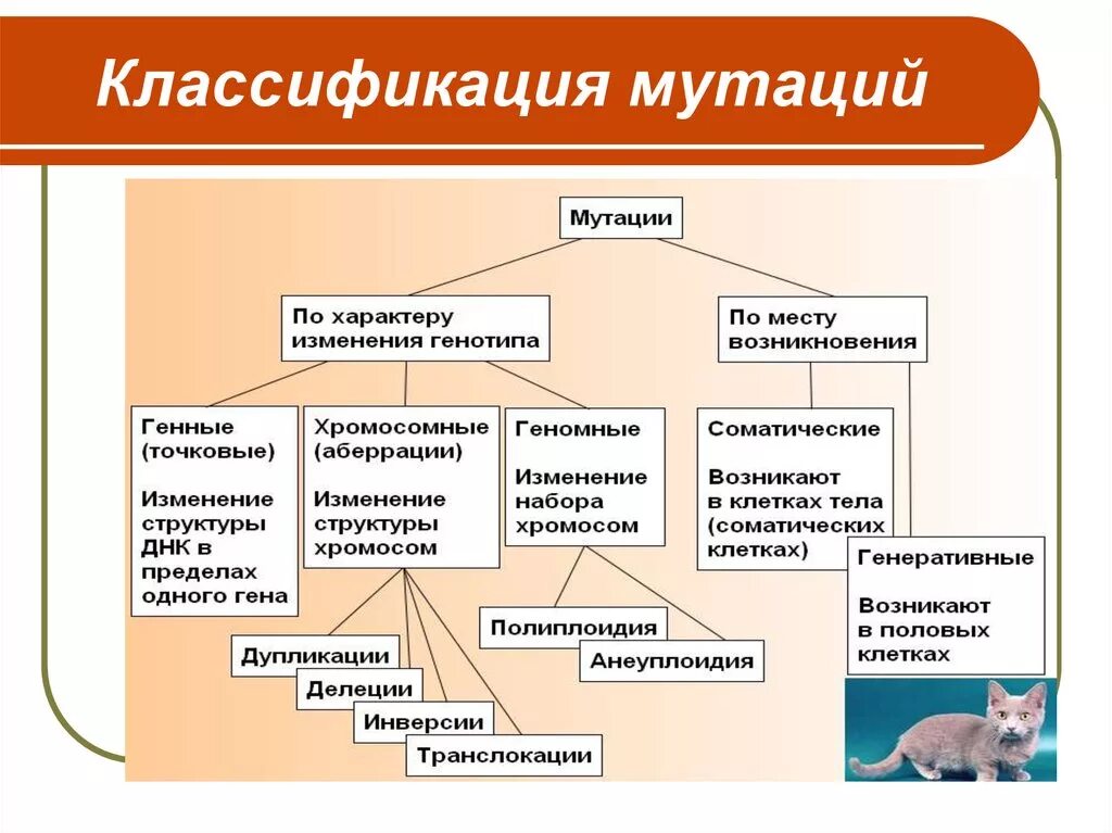 В результате изменения генотипа. Биология таблица классификация мутаций. Классификация генных мутаций таблица. Классификация мутацаций. Классификация мутационной изменчивости.