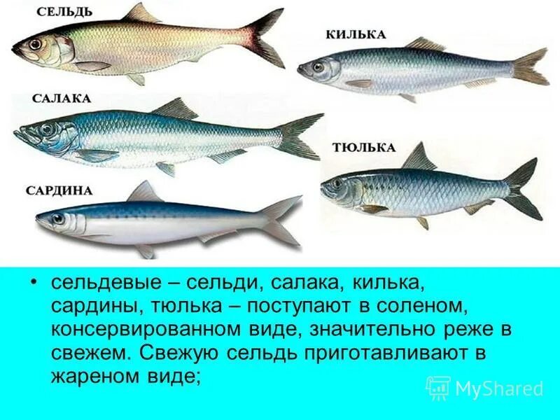 Салака балтийская сельдь. Чем отличается сельдь. Сельдь атлантическая внутреннее строение. Сельдь атлантическая и тихоокеанская отличия различия. Чем отличается сельдь.