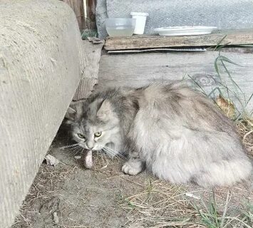 Умершие животные куда девать