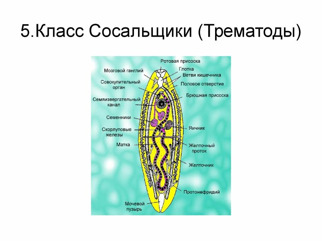 Сосальщик биология 7 класс