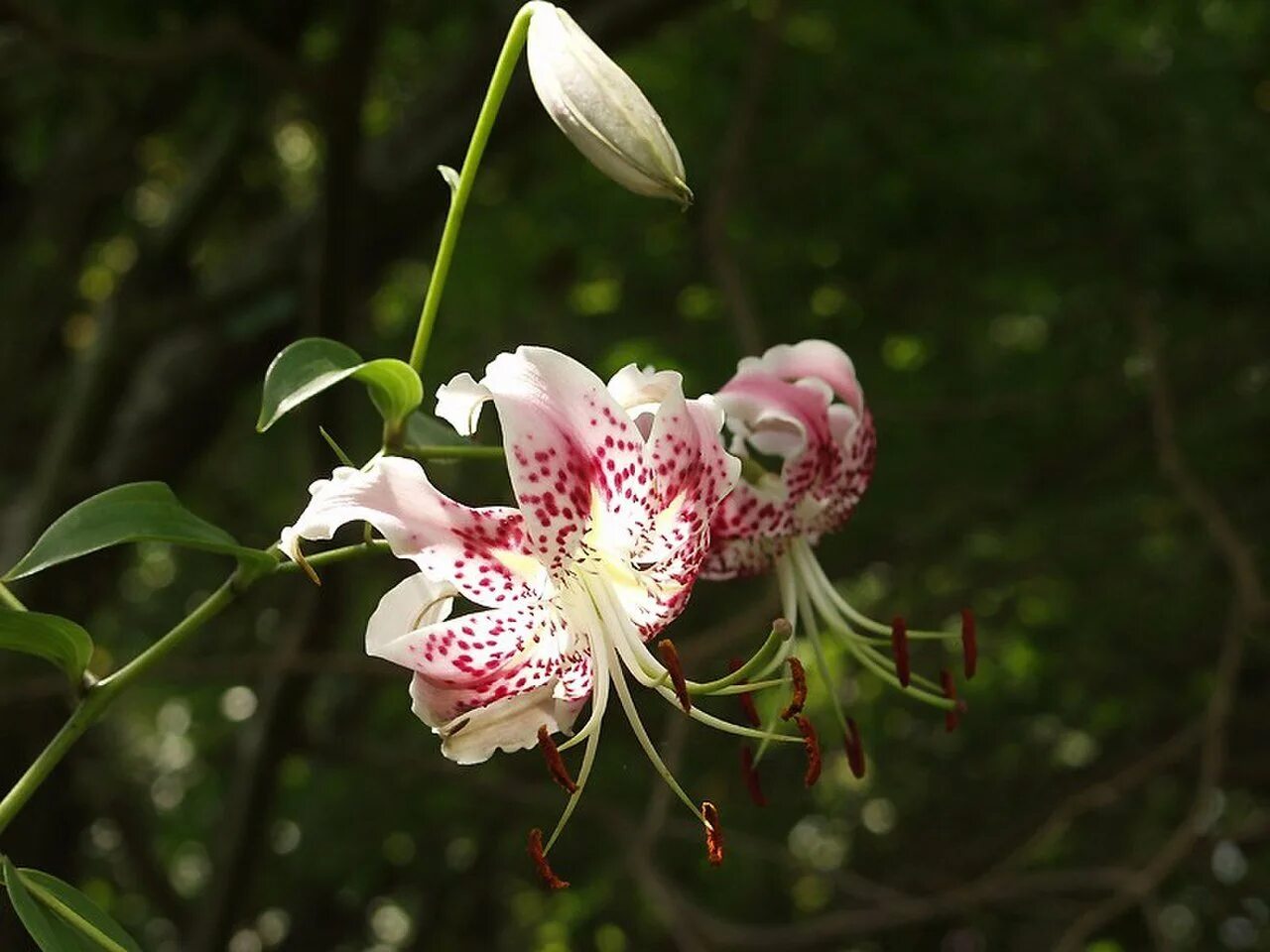 Лилия прекрасная рубрум. Lilium speciosum. Лилия speciosum rubrum. Лилия Специозум рубрум. Speciosum Uchida Лилия.