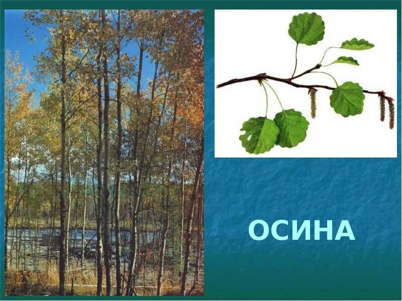 Внешнее описание осины