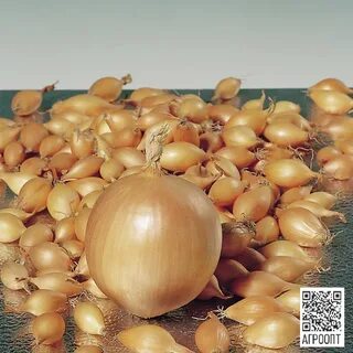 Какой севок лучше крупный или мелкий