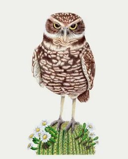 Owl cirkel
