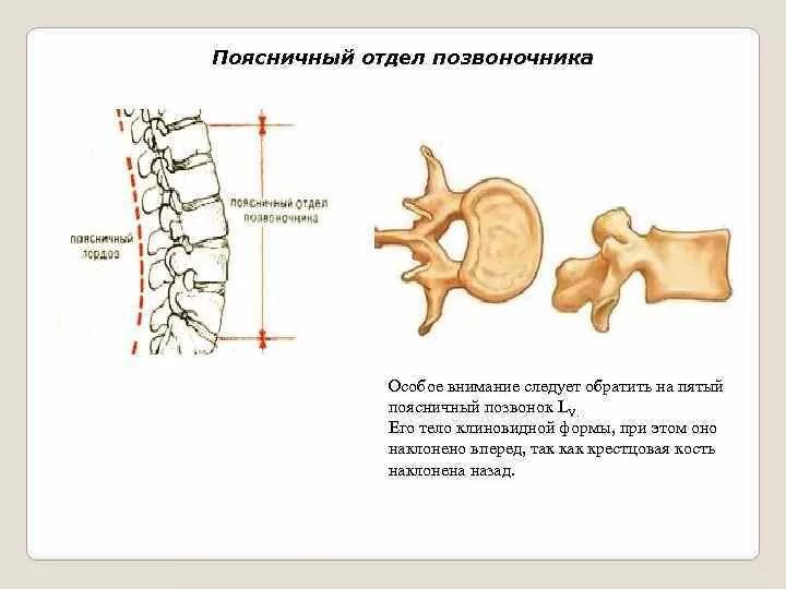 Строение 5 поясничного позвонка. Позвоночник строение анатомия поясничного отдела. Диаметр тела поясничного позвонка l4. Анатомия l5 позвонка.