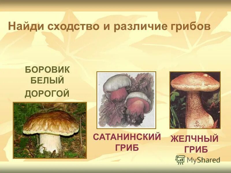 гриб белый боровик различия. гриб боровик и белый в чем разница. боровик или белый гриб отличие. белый гриб и боровик отличия. отличие белого гриба от боровика.