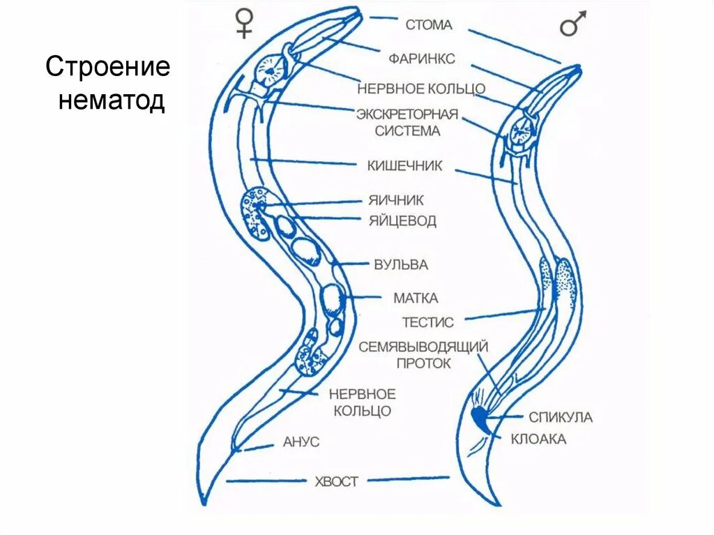 Круглые черви нематоды строение. Схема строения круглых червей. Схема внутреннего строения круглых червей. Схема строения круглого червя.