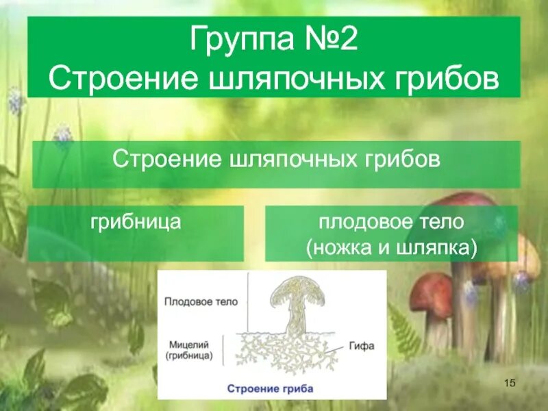 Шляпочные грибы биология 5. Проект по биологии 5 класс Шляпочные грибы. Биология 6 класс Шляпочные грибы. Строение шляпочного гриба. Презентация на тему грибы 5 класс биология.