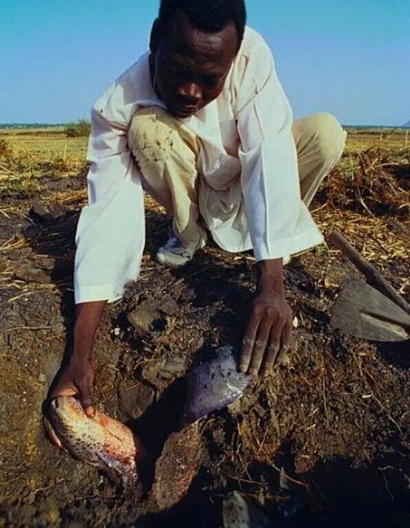 Рыба живущая в африке. Ловля протоптера в Африке. Земляные рыбы в Африке. Протоптер в земле. Африканский протоптер в земле.