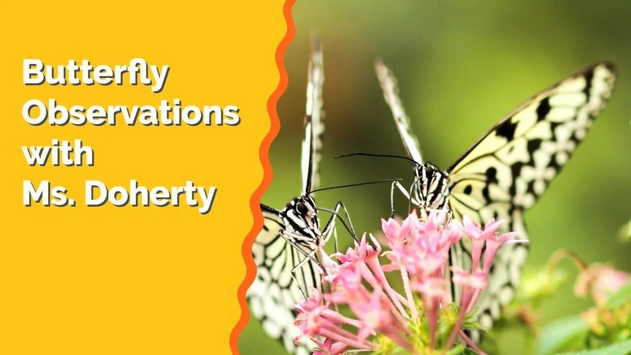 Two butterfly. Бабочки картинки. Данаида монарх бабочка фиолетовый. Две красивые бабочки. Two butterfly.