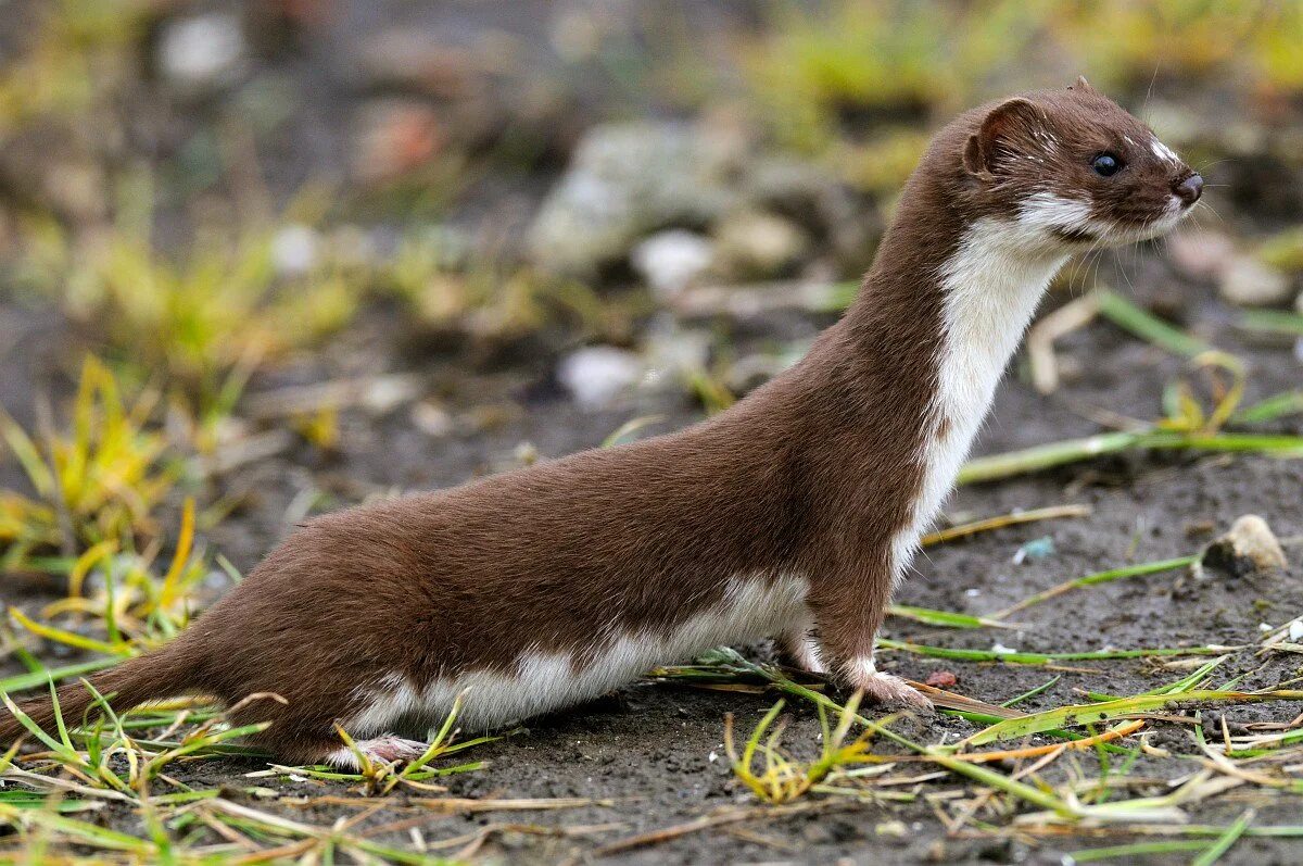 Mustela nivalis. Ласка обыкновенная (mustela nivalis). Дикий горностай. Тобольский горностай. Солонгой забайкальский.