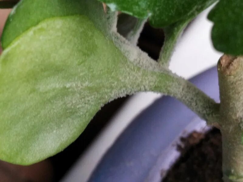 почему у каланхоэ скручиваются