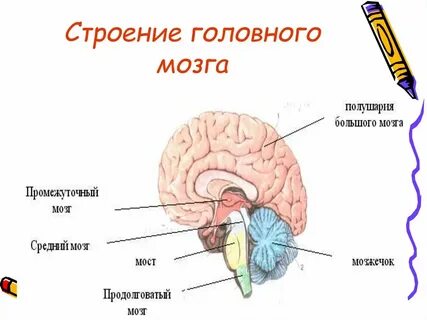 Лабораторная работа изучение строения головного мозга человека