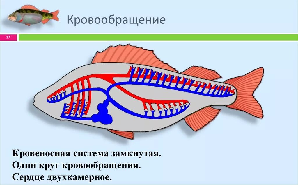 У каких животных один круг кровообращения. Строение кровеносной системы у рыбы на рисунке. Кровеносная система позвоночных рыб. Система кровообращения рыб схема. У рыб двухкамерное сердце и один круг кровообращения.