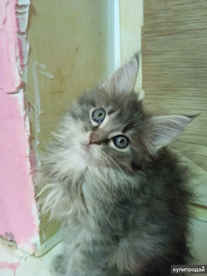 Мейн-кун. Мейн кун брянск. Большие мейн куны. Мейн кун брянск. Серый пушистый котенок метис мейн куна.