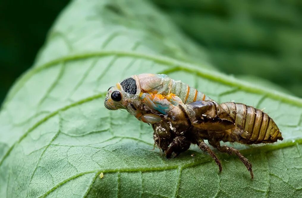 Неполное превращение цикады. Цикада неполное превращение. Неполное превращение цикады. Неполное превращение цикады. Неполное превращение цикады.