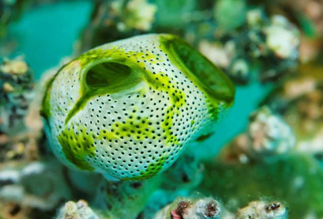 Образ жизни асцидии. Хордовые асцидии. морские асцидии. оболочники асцидии. глубоководные оболочники.